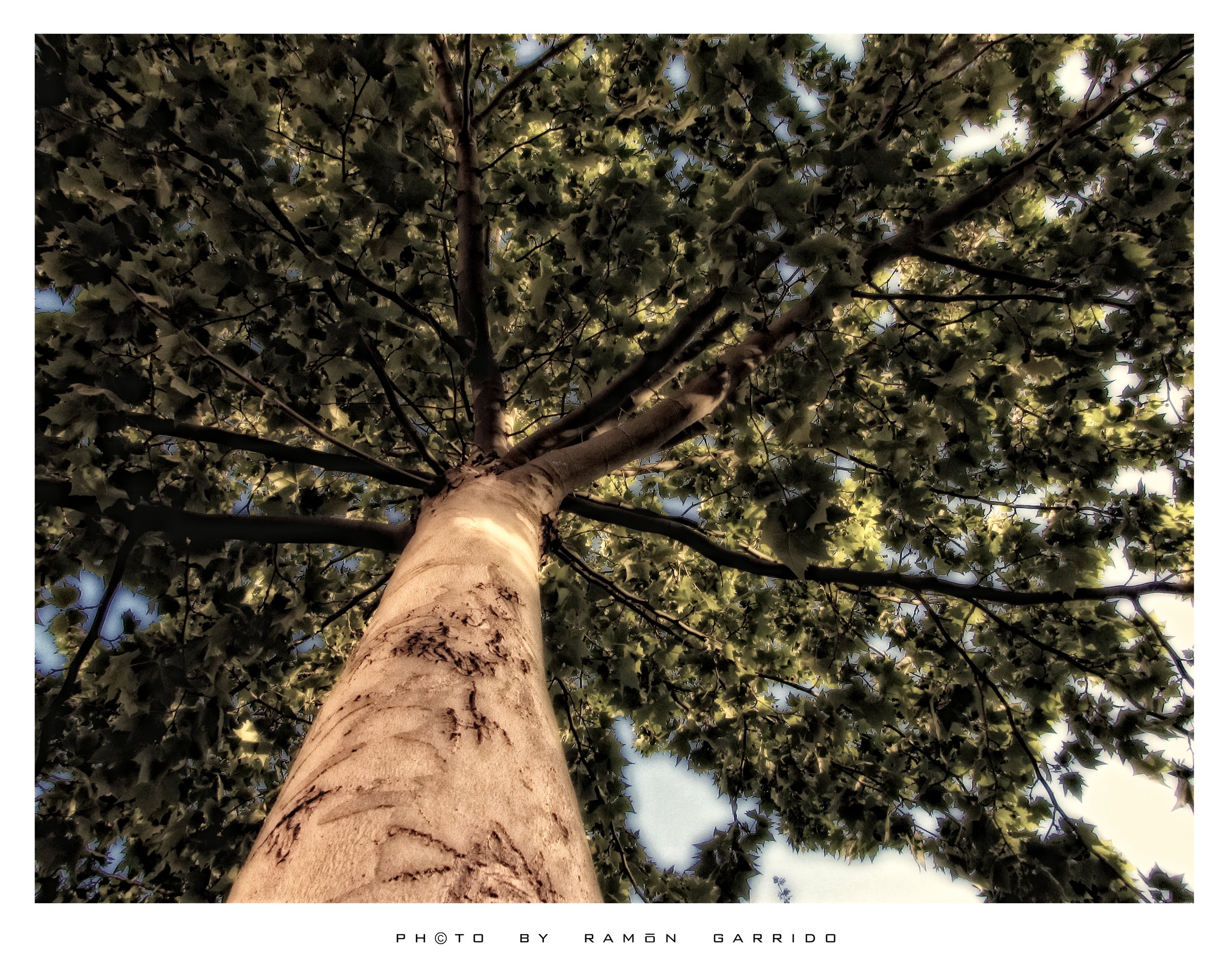 Mérida Árbol